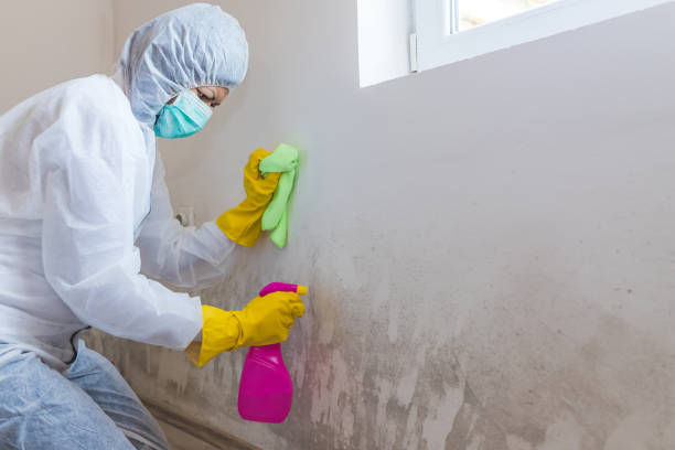 Best Mold Odor Removal Services in Honaunau Napoopoo, HI