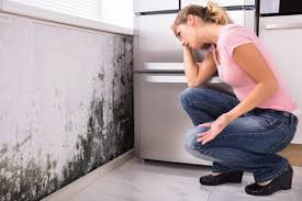 Best Emergency Mold Remediation in Honaunau Napoopoo, HI